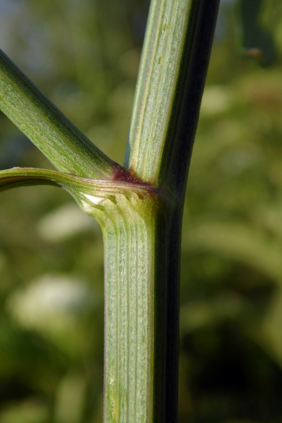 Image of Cervaria caucasica specimen.