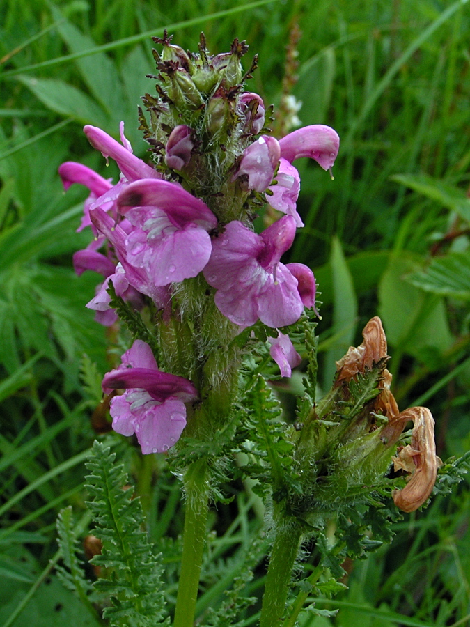 Изображение особи Pedicularis uliginosa.