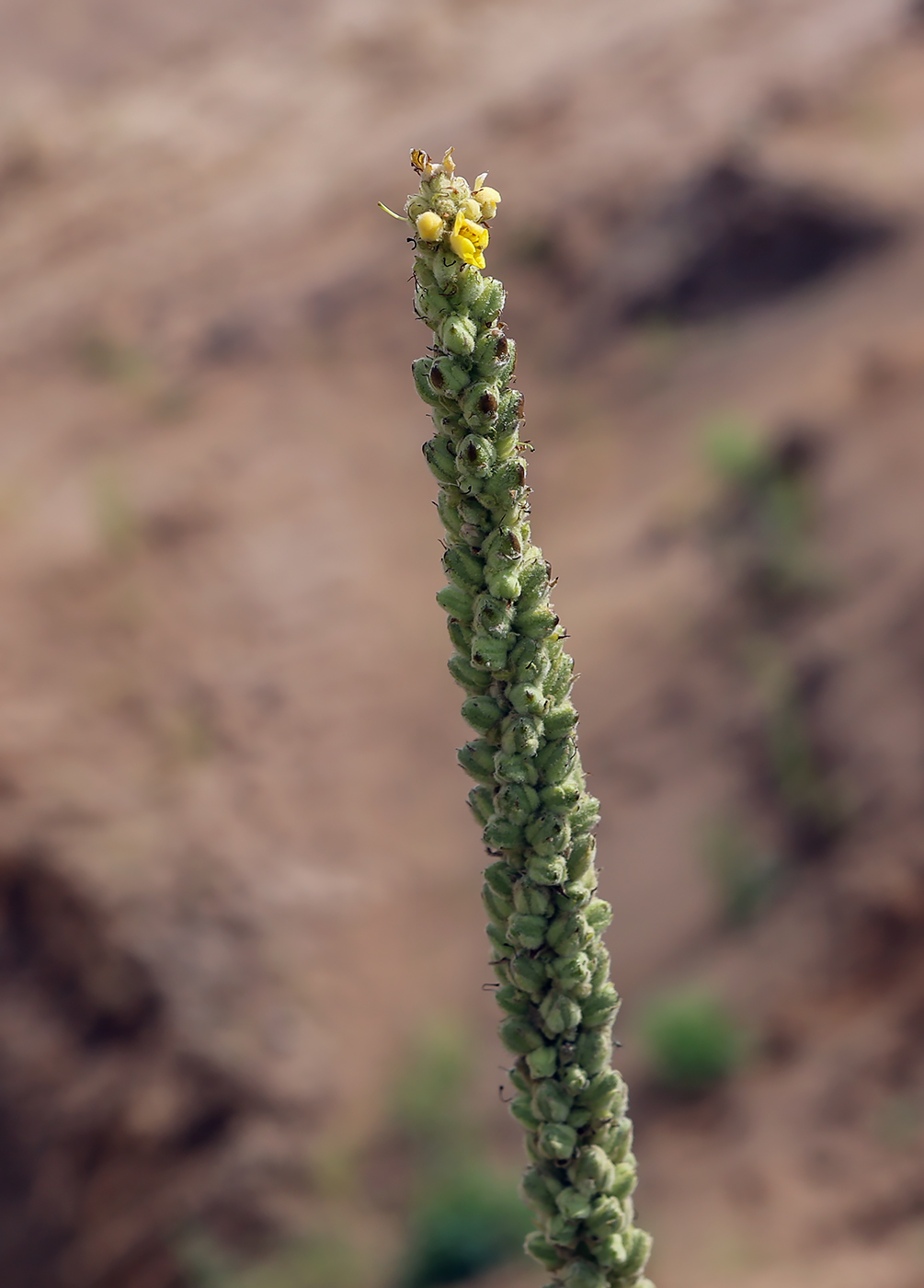 Image of Verbascum thapsus specimen.