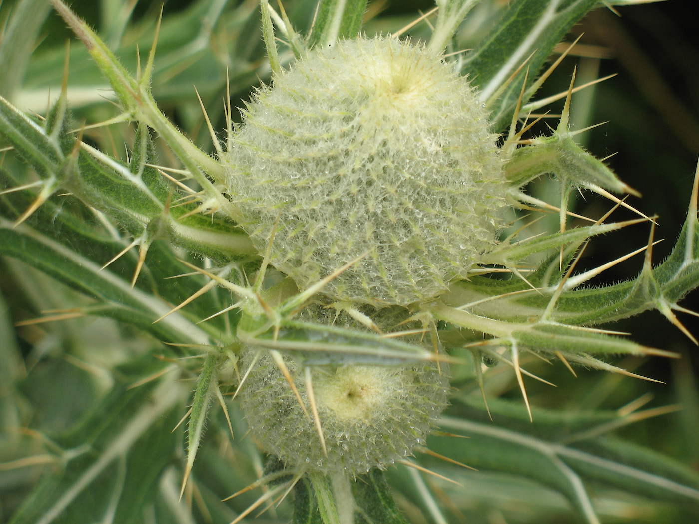 Image of Cirsium turkestanicum specimen.