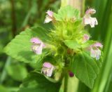 Galeopsis bifida