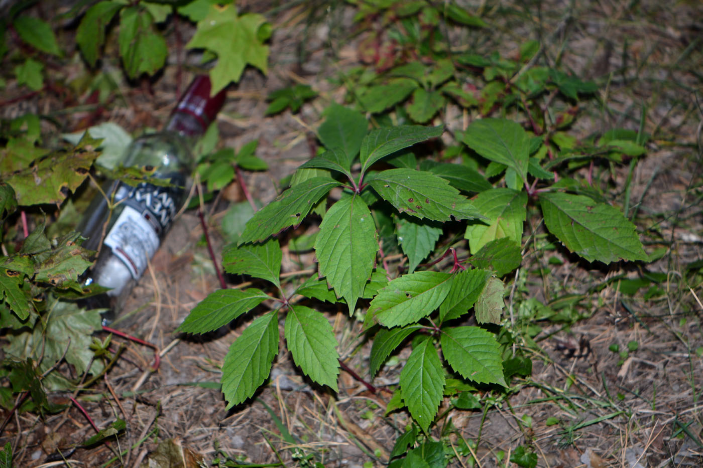 Image of Parthenocissus quinquefolia specimen.