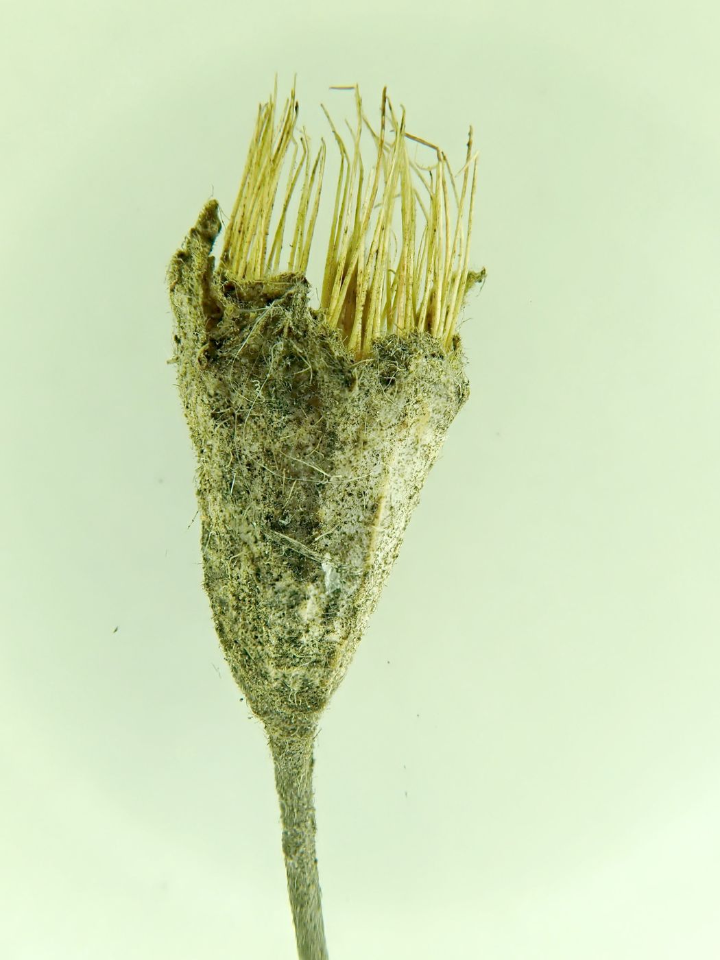 Изображение особи Coluria geoides.
