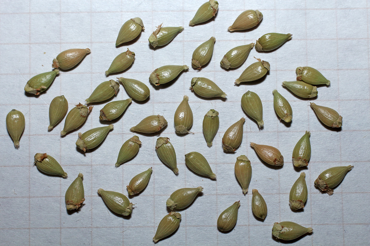 Изображение особи Ostrya japonica.