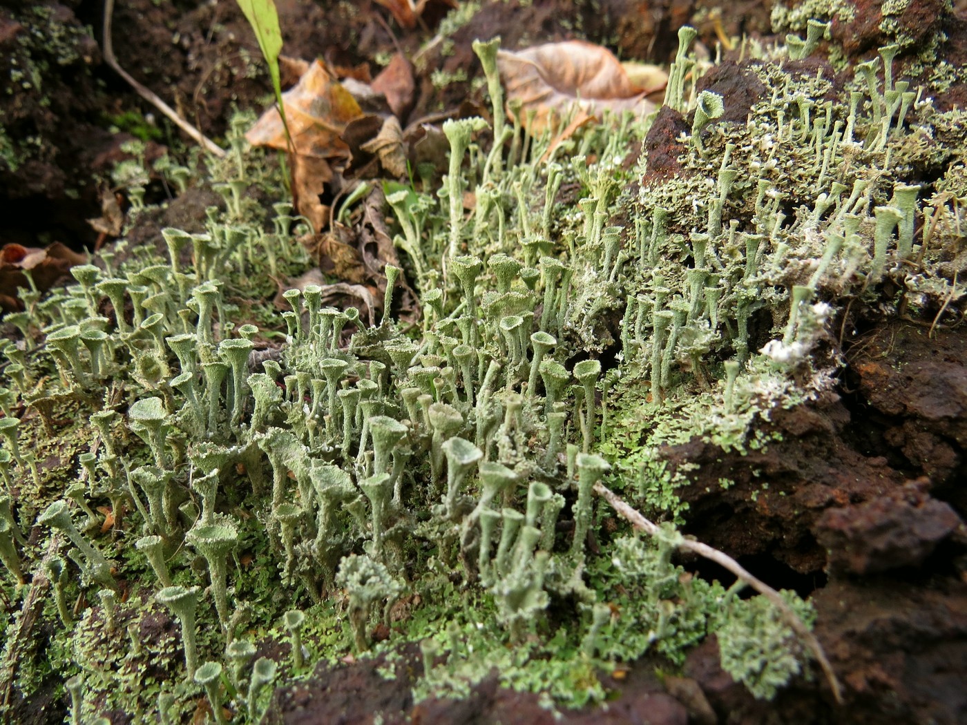 Изображение особи род Cladonia.