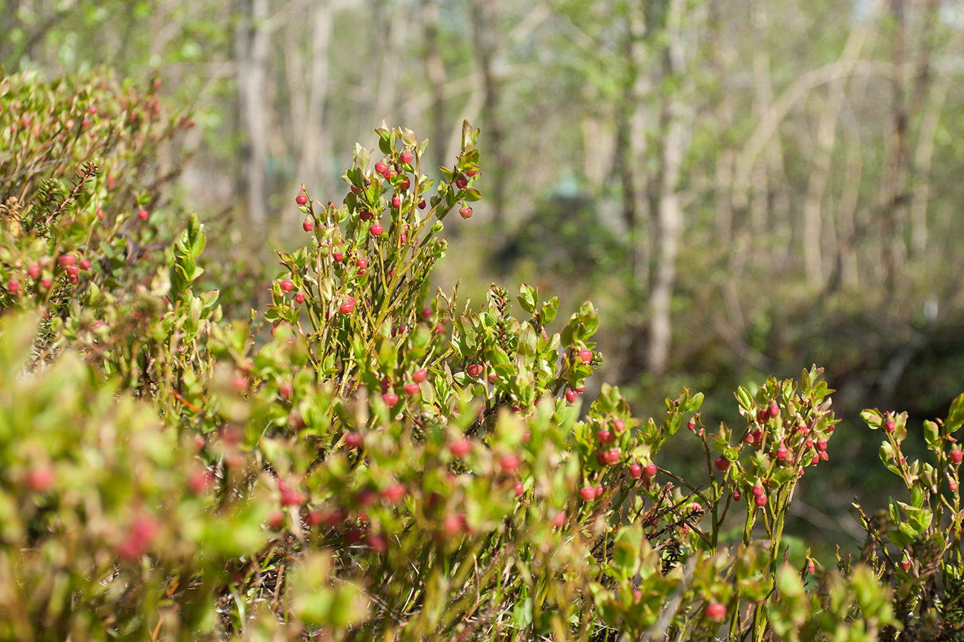 Изображение особи Vaccinium myrtillus.