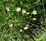 Gentiana oschtenica