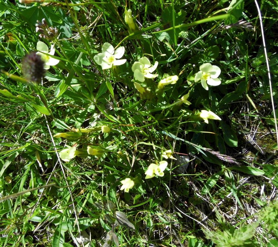 Image of Gentiana oschtenica specimen.