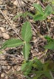 Potentilla evestita