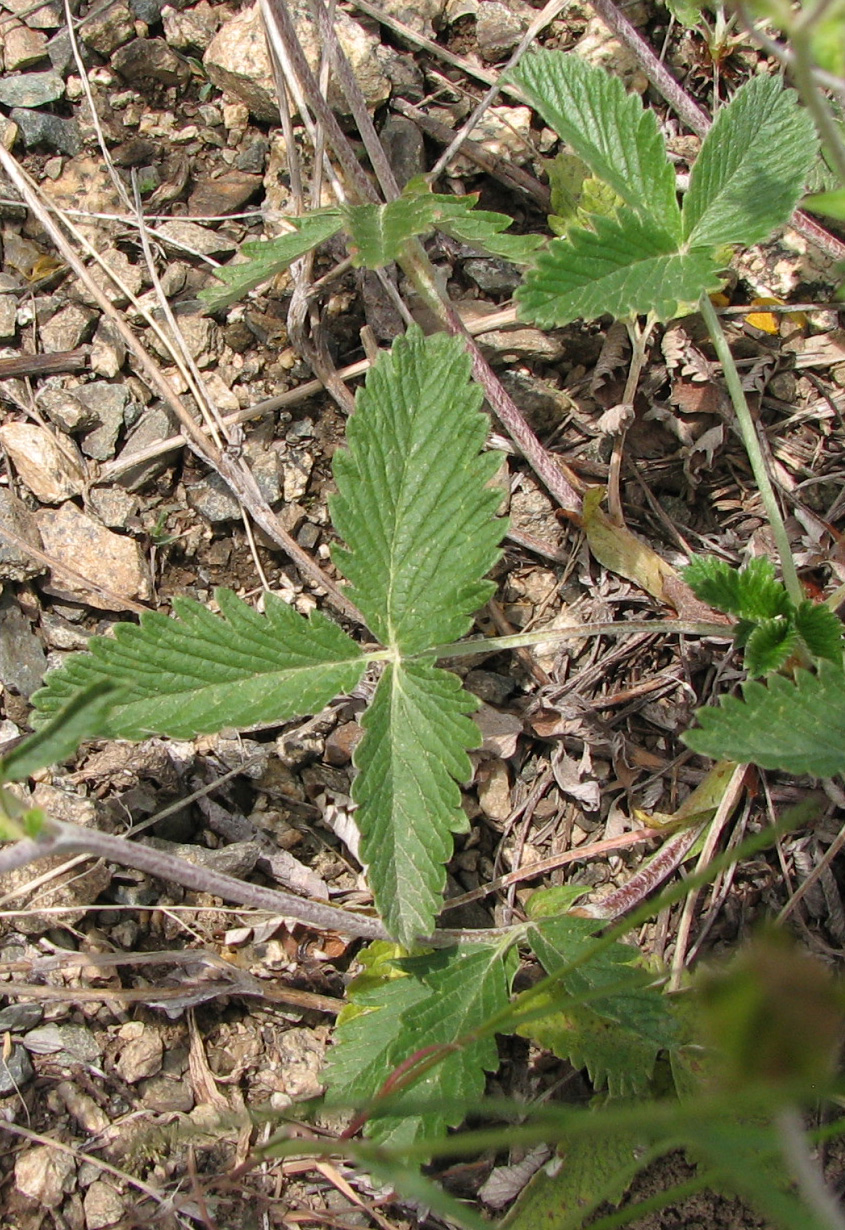 Image of Potentilla evestita specimen.