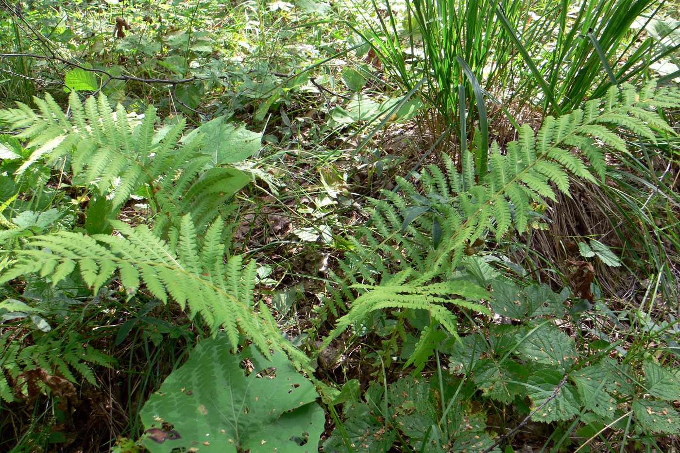 Image of Matteuccia struthiopteris specimen.