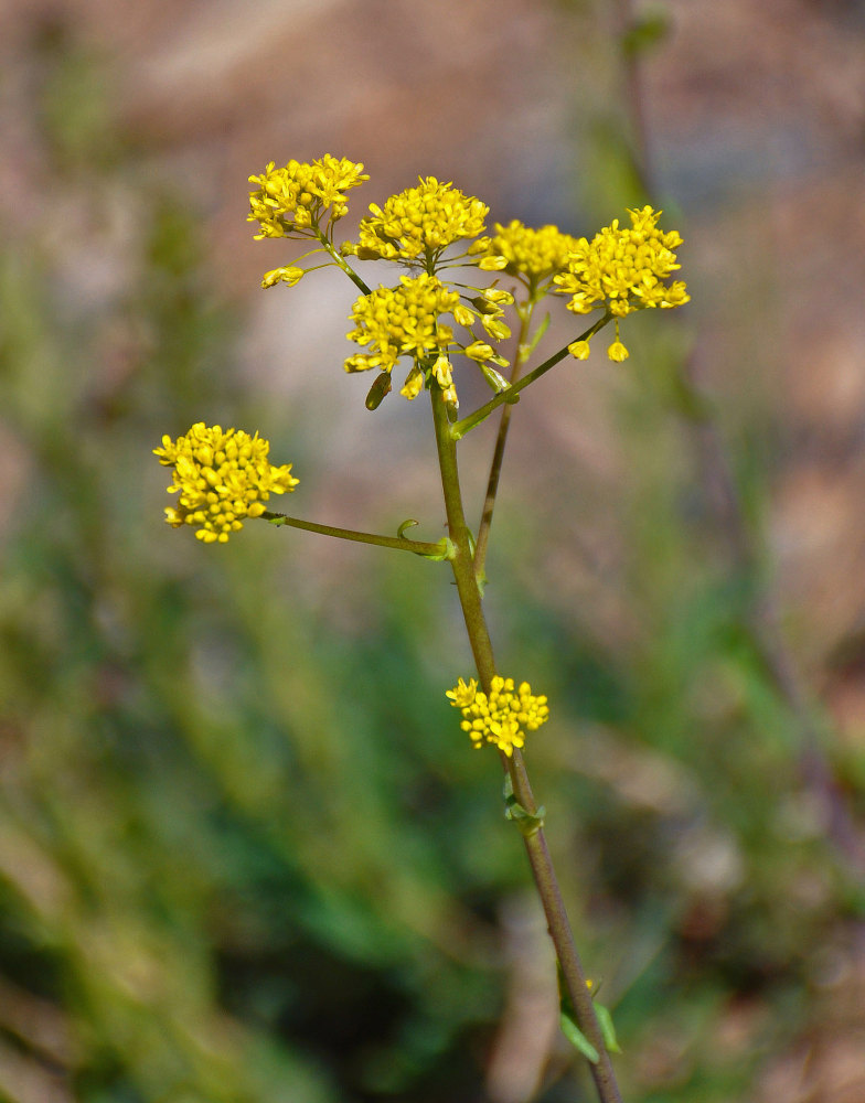 Image of Isatis costata specimen.