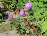 Cirsium vulgare. Верхушка цветущего и плодоносящего растения. Сахалинская обл., Холмский р-н, перегон 77 км - Николайчук, на насыпи. 13.08.2019.