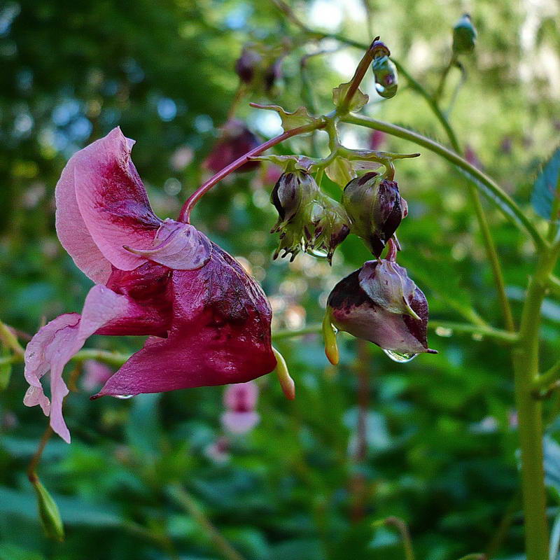 Image of Impatiens glandulifera specimen.