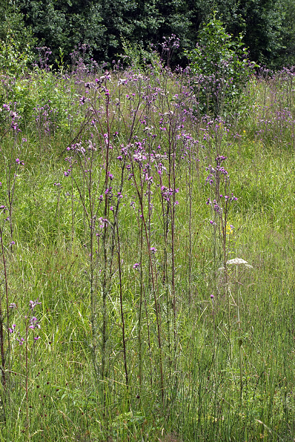 Изображение особи Cirsium palustre.