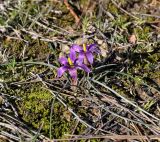 Romulea tempskyana