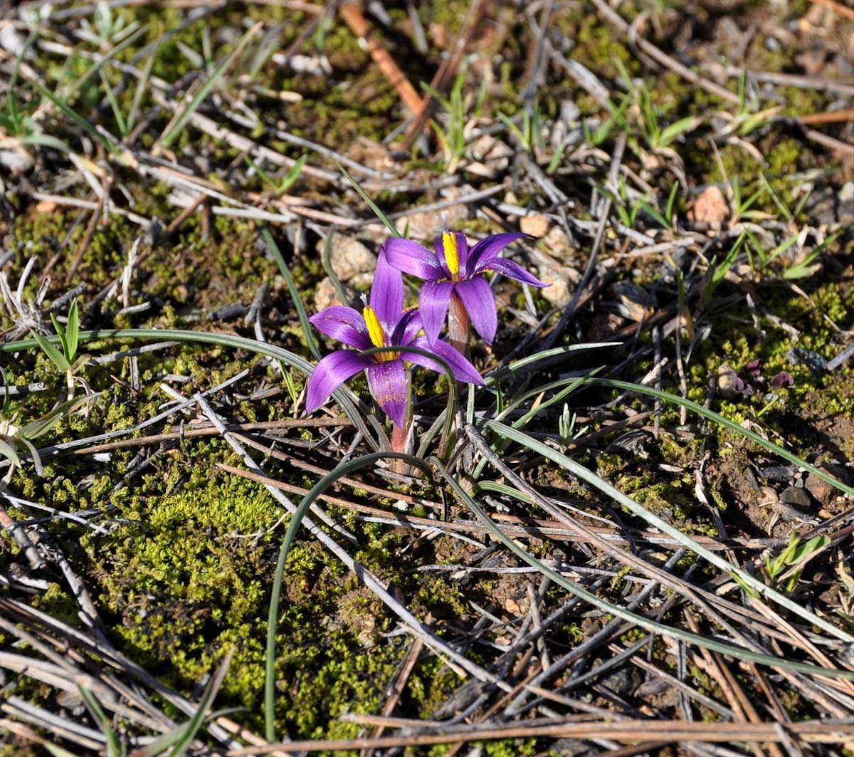 Image of Romulea tempskyana specimen.