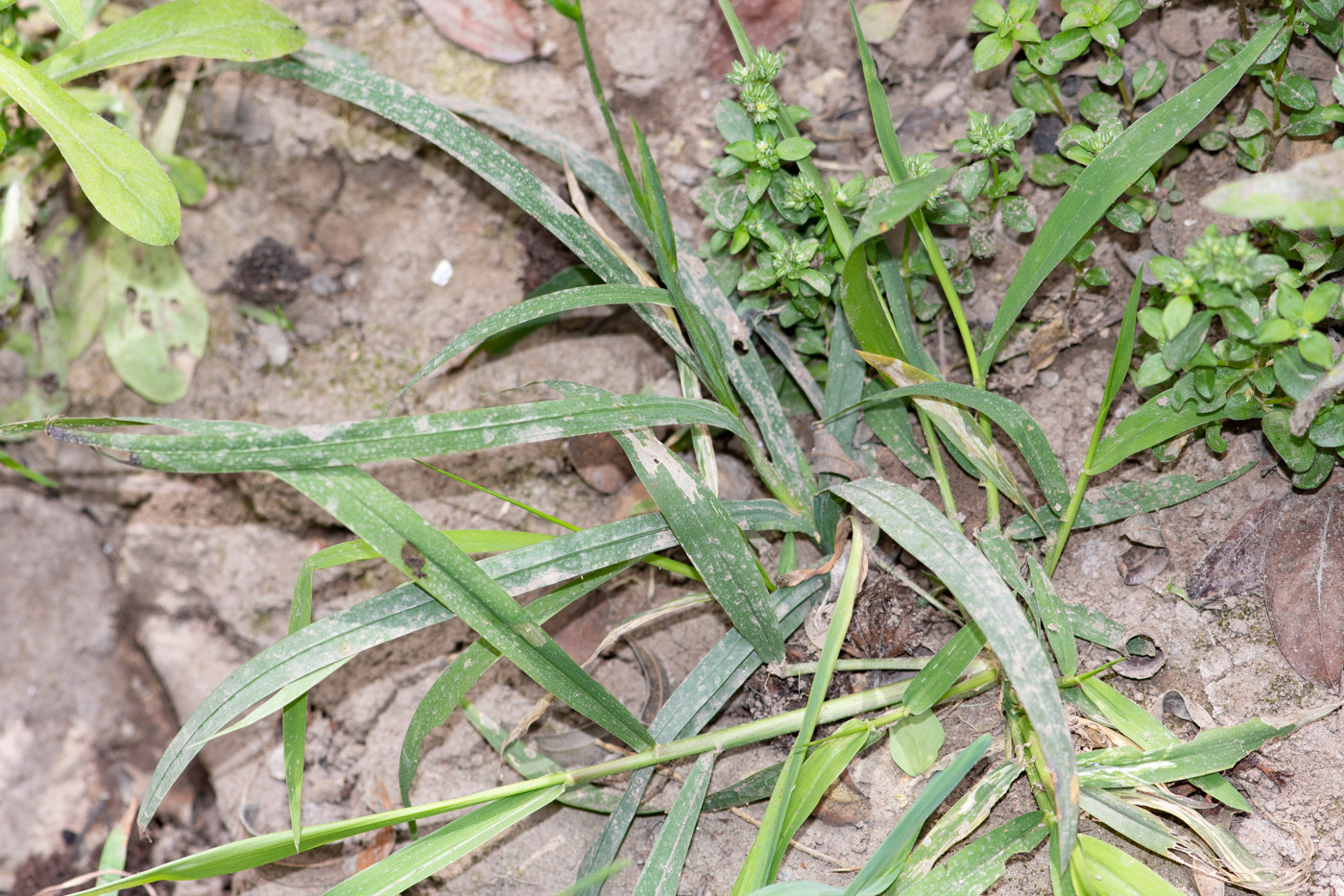 Image of Freesia laxa specimen.