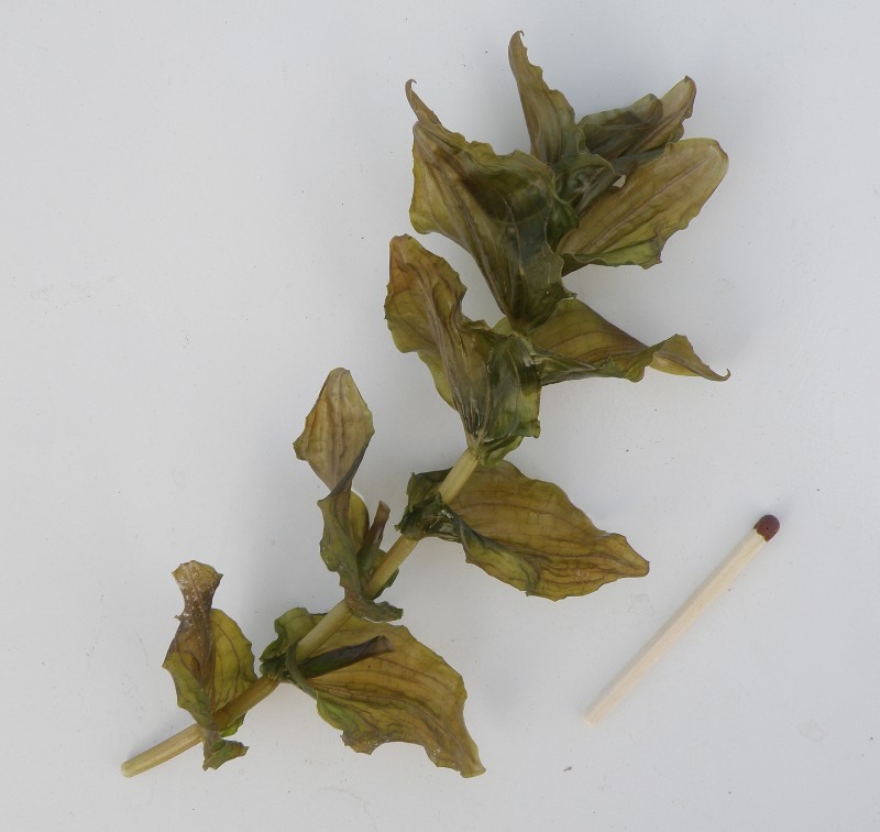 Изображение особи Potamogeton perfoliatus.
