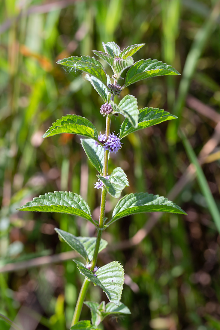 Image of Mentha arvensis specimen.