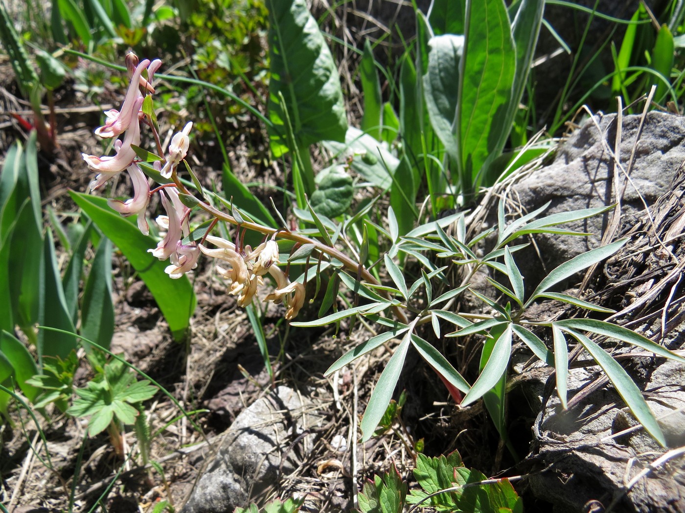 Image of Corydalis ruksansii specimen.