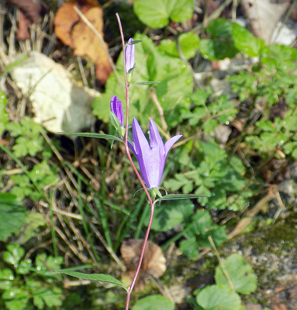 Изображение особи Campanula rapunculoides.