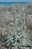 Echinops albicaulis