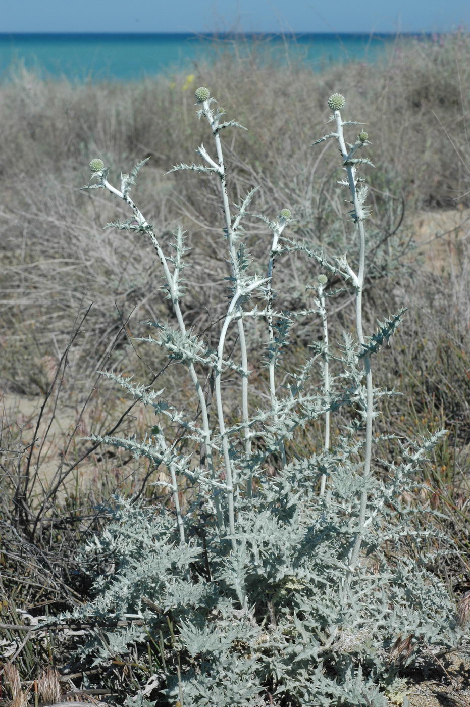 Изображение особи Echinops albicaulis.