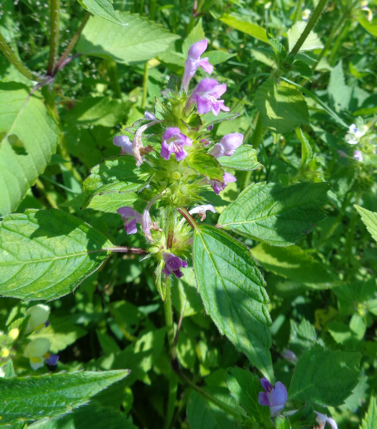 Изображение особи Galeopsis bifida.