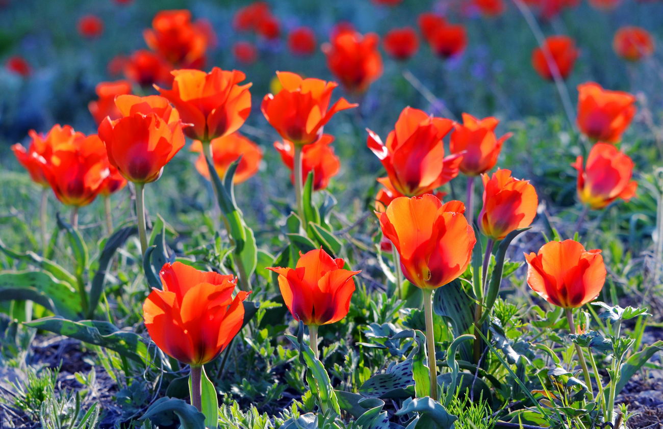 Изображение особи Tulipa greigii.