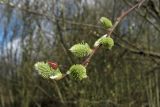Salix caprea. Побег с пестичными соцветиями. Нидерланды, провинция Дренте, Paterswolde, ивняк по берегу озера. 18 марта 2007 г.