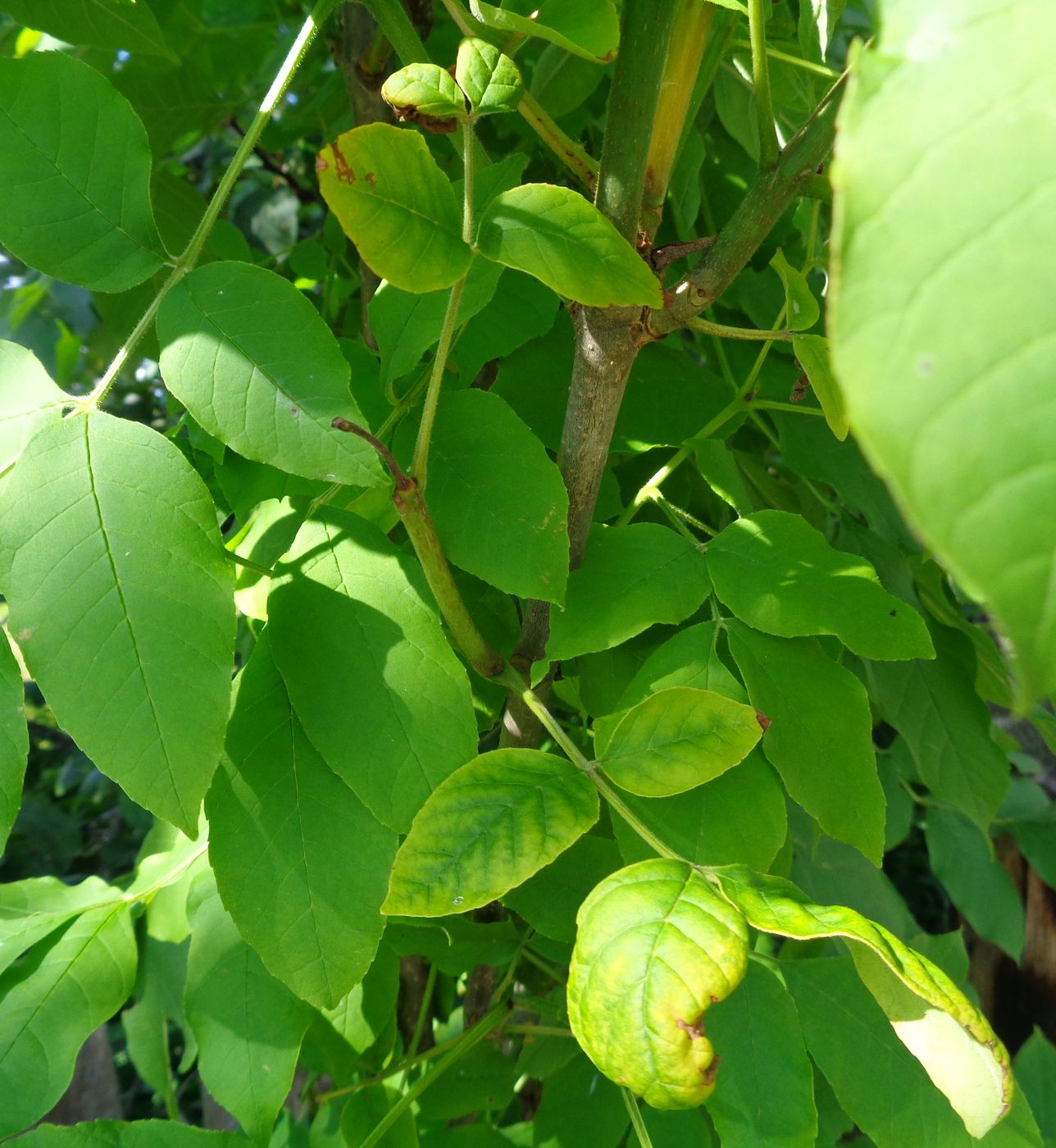 Image of Fraxinus pennsylvanica specimen.