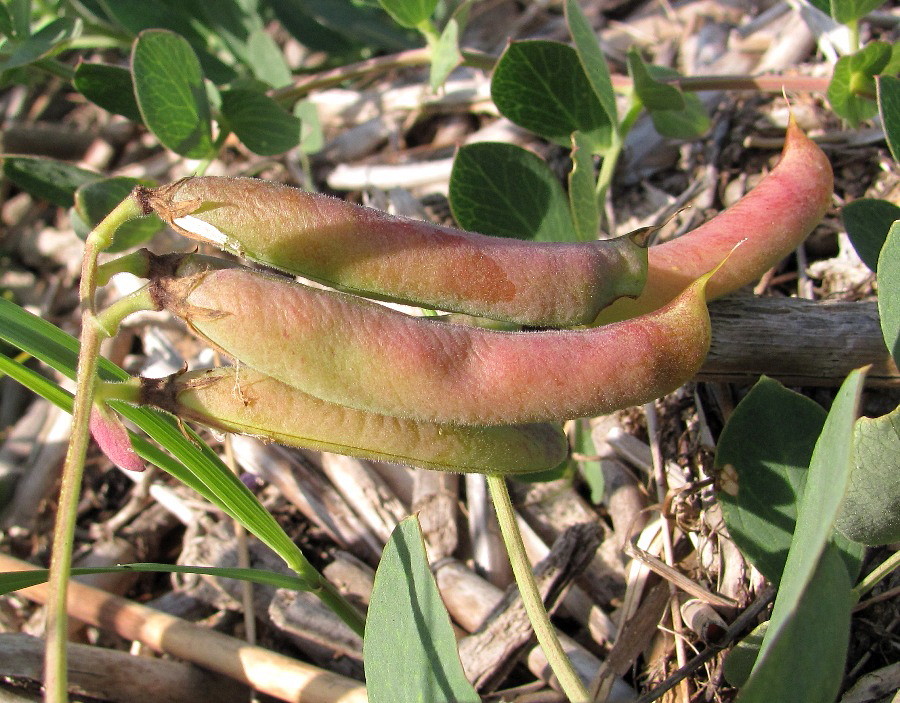 Изображение особи Lathyrus japonicus ssp. maritimus.