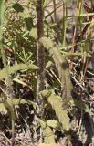 Bellardia trixago