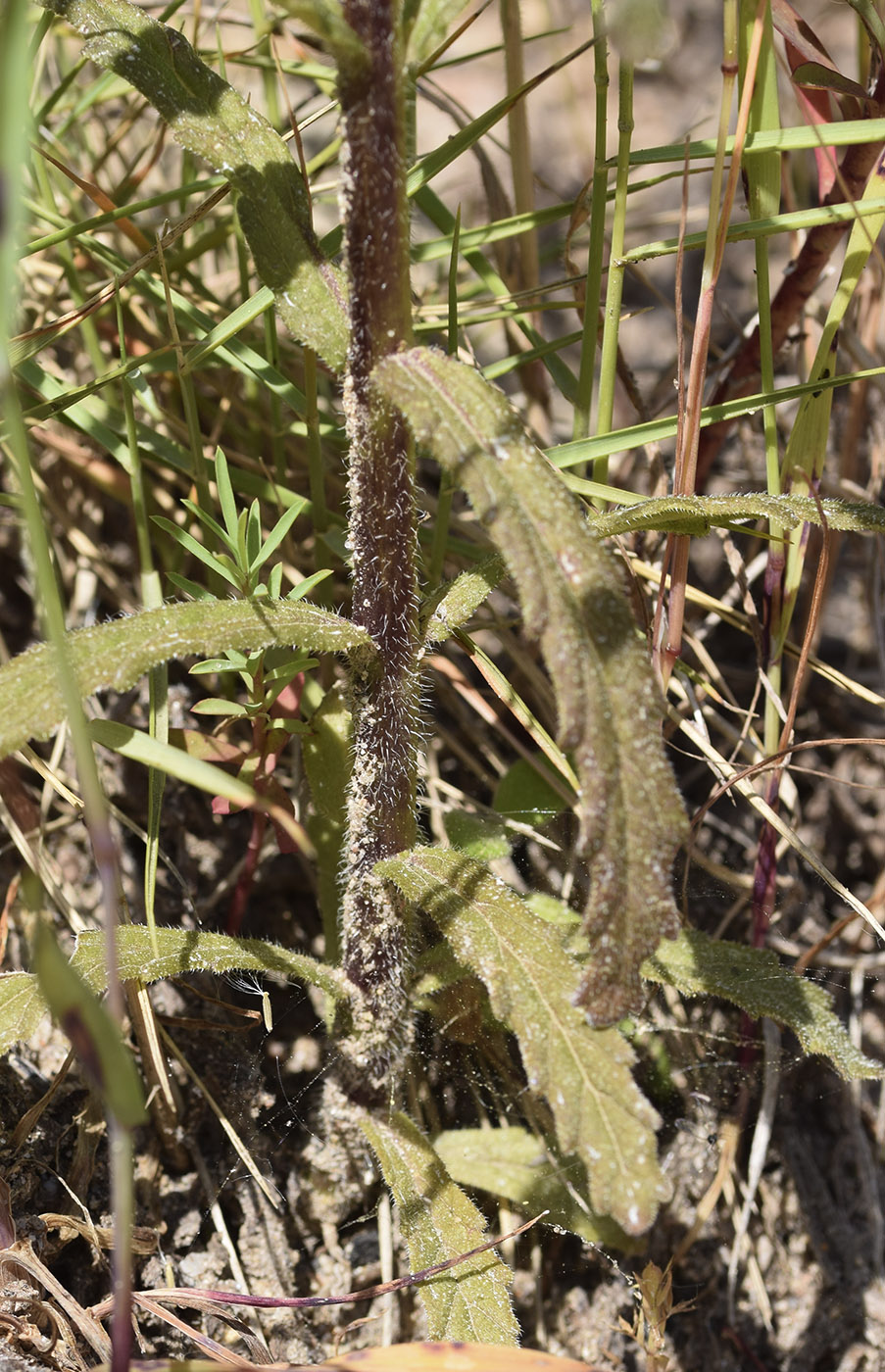 Image of Bellardia trixago specimen.