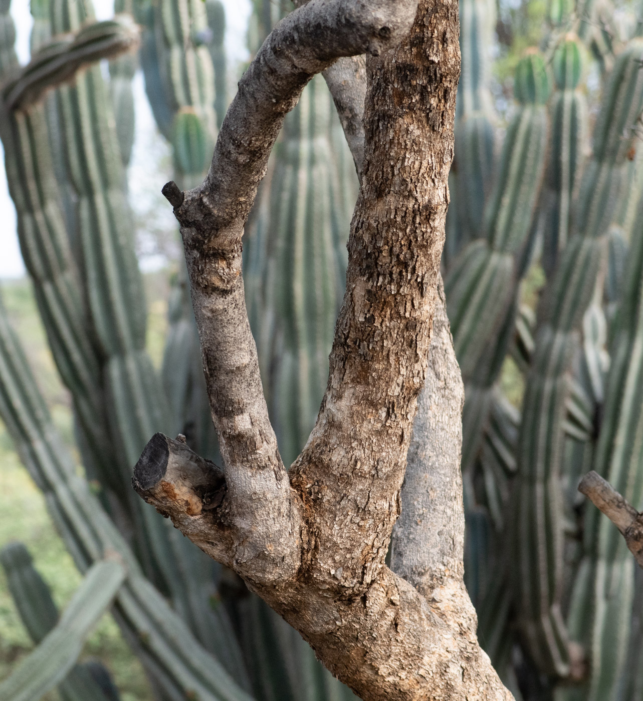 Изображение особи Combretum apiculatum.