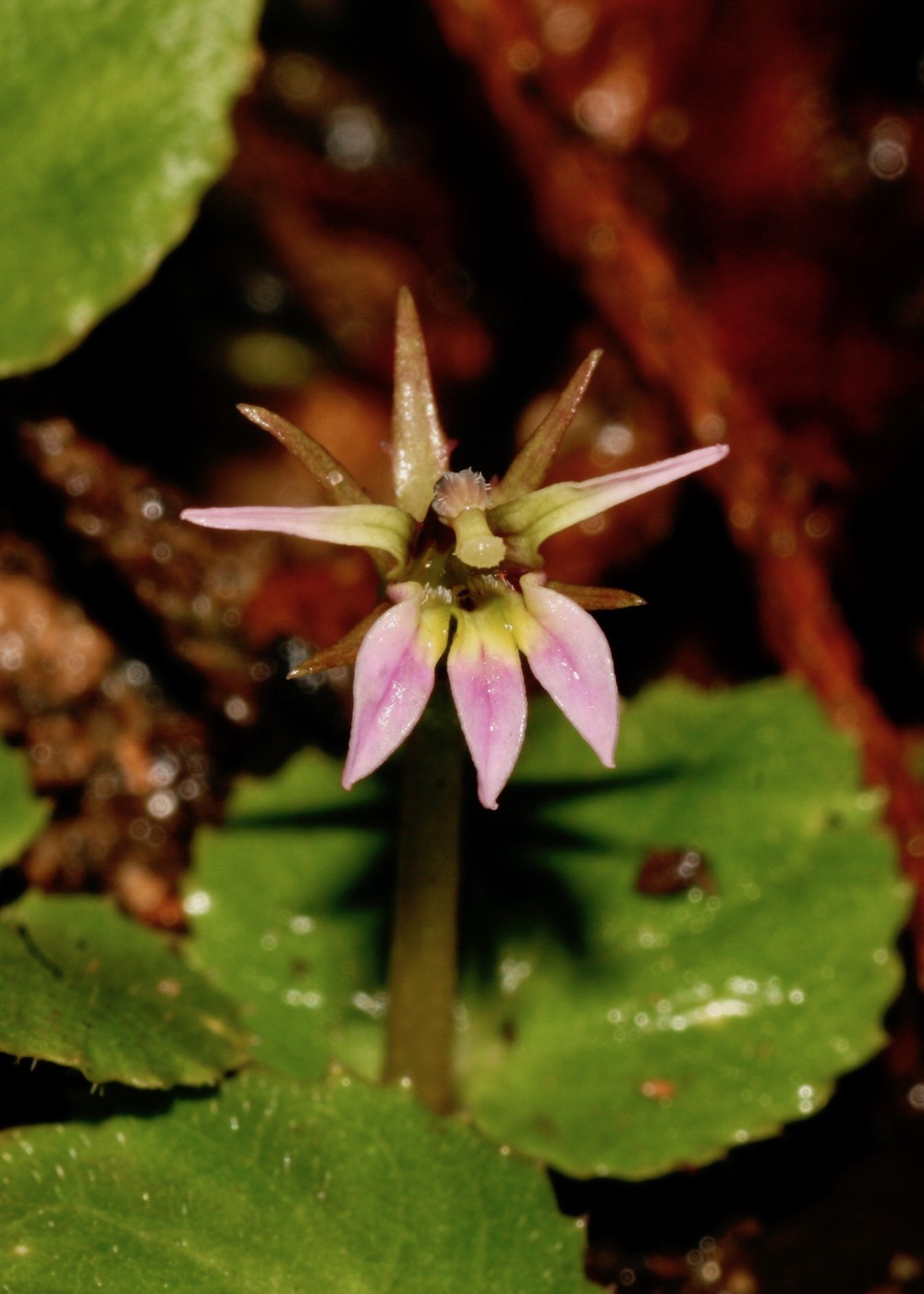 Изображение особи Lobelia nummularia.