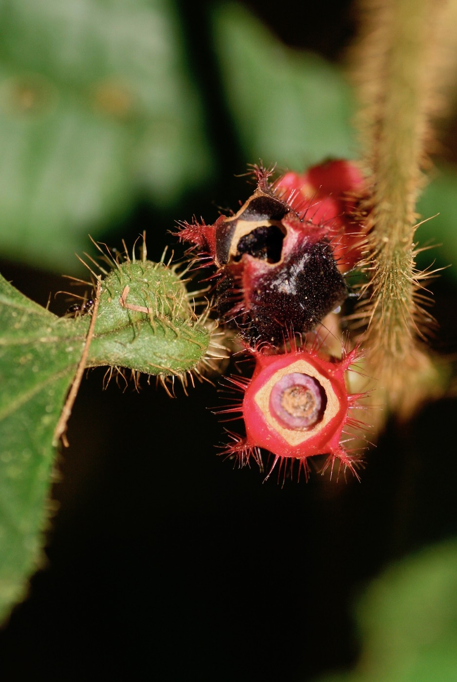 Image of Miconia gonoptera specimen.