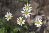 Pyrethrum parthenifolium