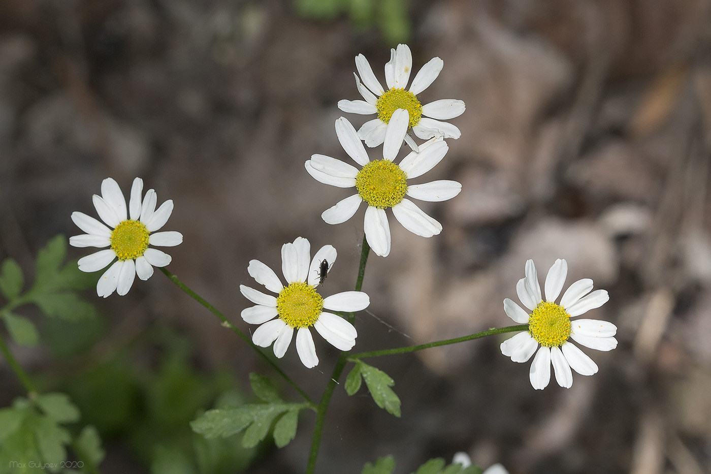 Изображение особи Pyrethrum parthenifolium.