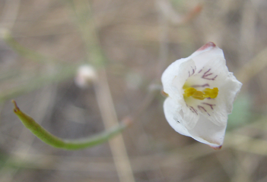 Image of Hypecoum lactiflorum specimen.