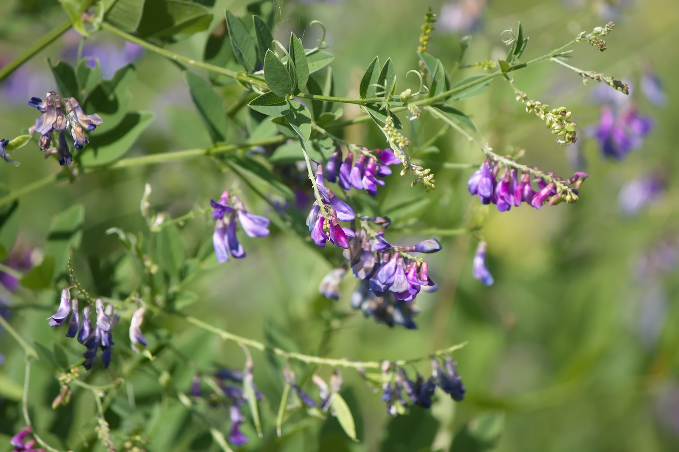 Изображение особи Vicia pseudorobus.