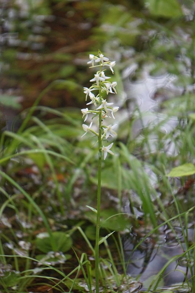 Изображение особи Platanthera bifolia.