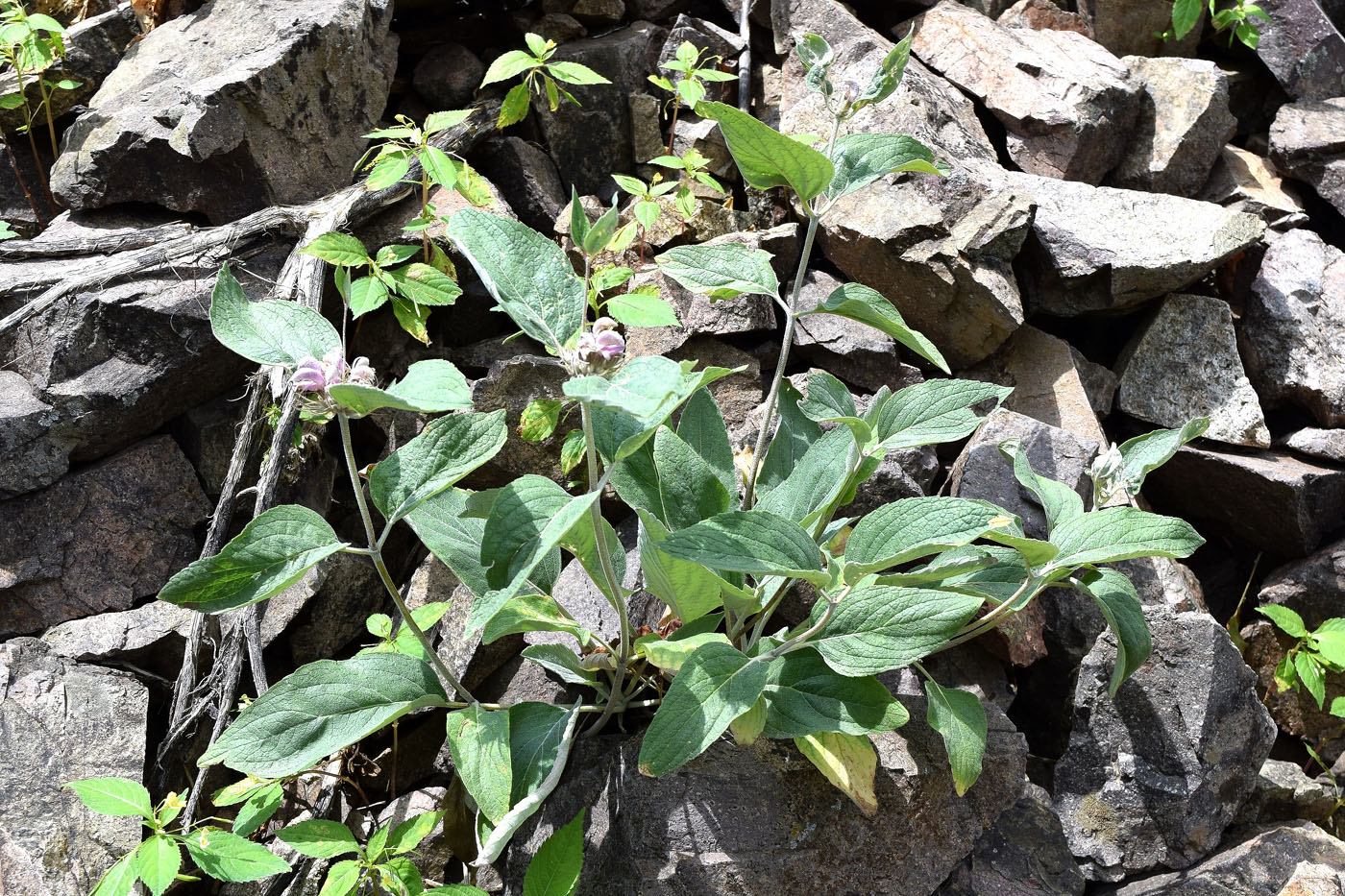 Image of Phlomis sewerzowii specimen.