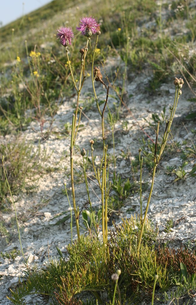 Изображение особи Centaurea jankae.
