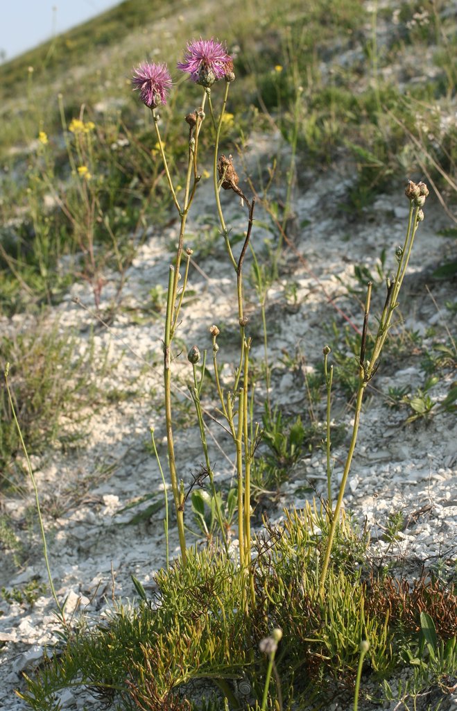 Image of Centaurea jankae specimen.
