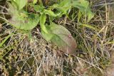 Inula britannica