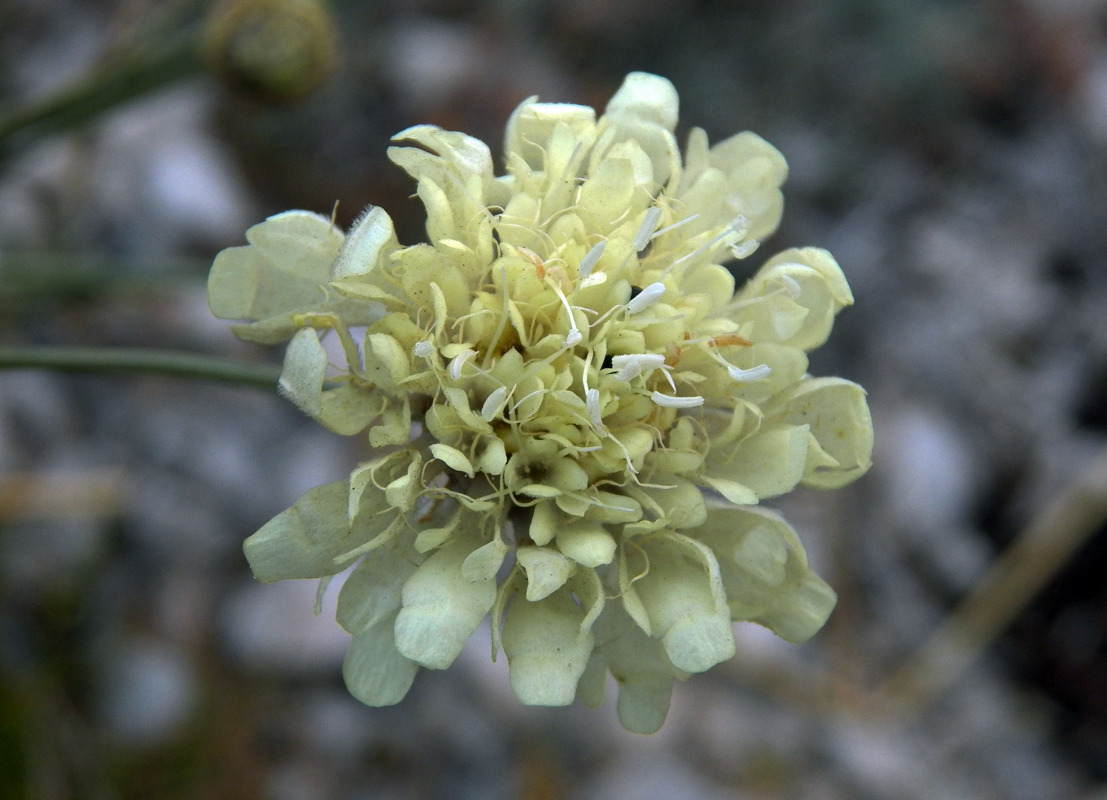 Изображение особи Cephalaria coriacea.