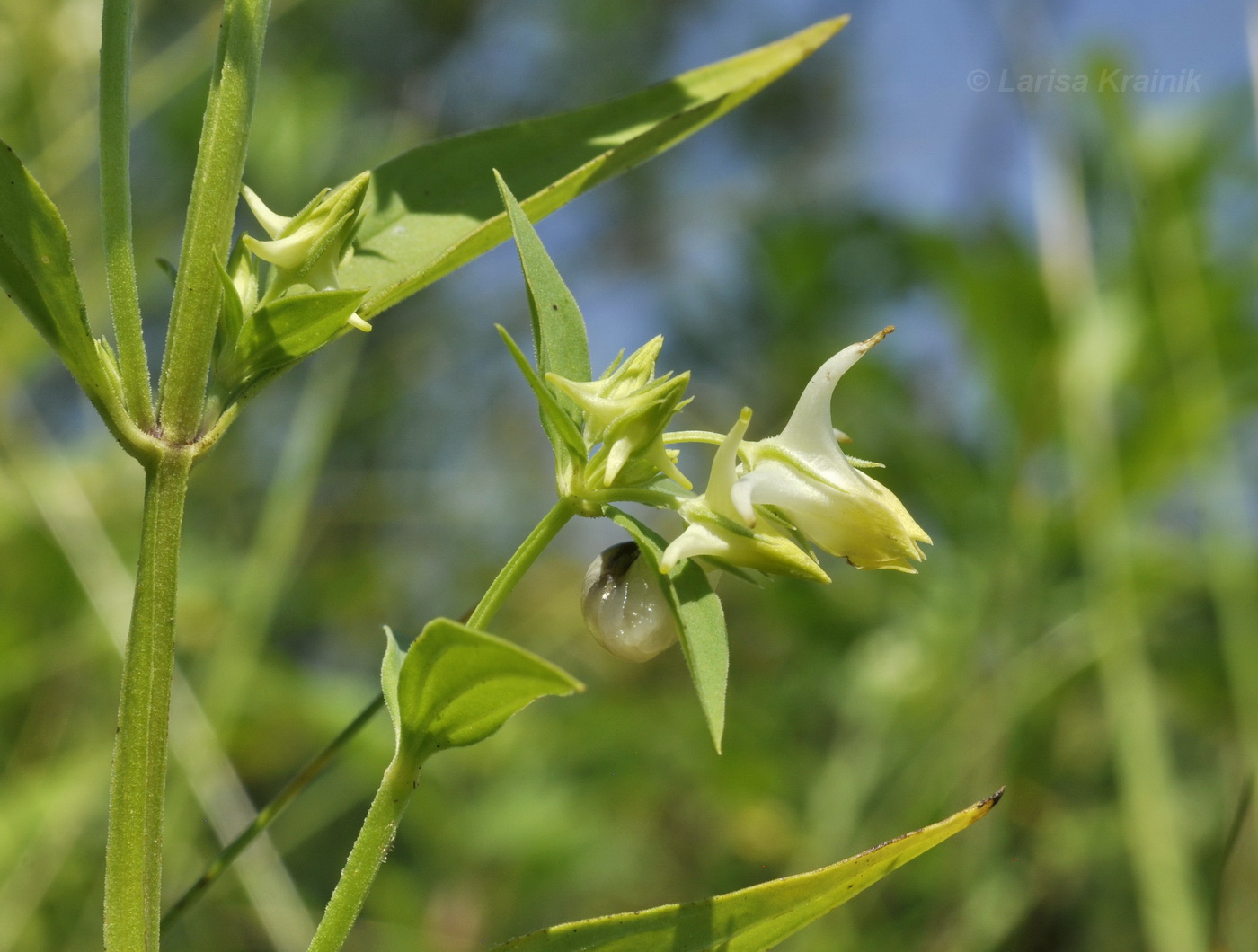 Изображение особи Halenia corniculata.