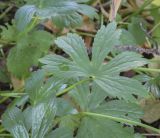 Astrantia major